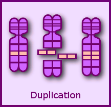 Duplication