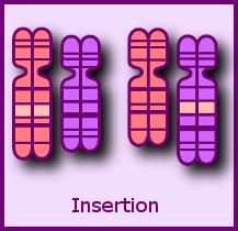 Insertion