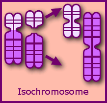 isochromosome